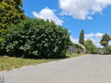 Bild - 4 Zimmer mit Terrasse | Alte Donau | U1 Kagran